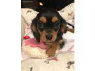 Cavalier King Charles Spaniel Puppy for sale in Evansville, IN, USA