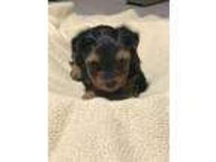 Yorkshire Terrier Puppy for sale in Forest City, NC, USA