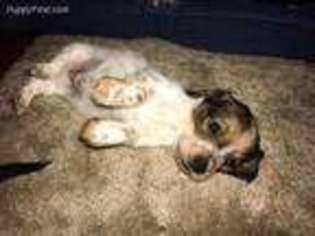 Dachshund Puppy for sale in Onalaska, WA, USA