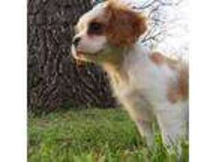 Cavalier King Charles Spaniel Puppy for sale in Dayton, VA, USA