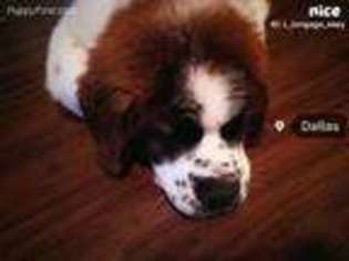 Saint Bernard Puppy for sale in Dallas, TX, USA