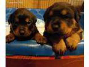 Rottweiler Puppy for sale in Proctorville, OH, USA