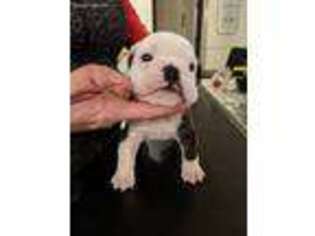 Bulldog Puppy for sale in Jeffersonville, KY, USA