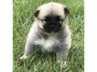 Pug Puppy for sale in Stringer, MS, USA