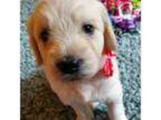 Goldendoodle Puppy for sale in Broomfield, CO, USA