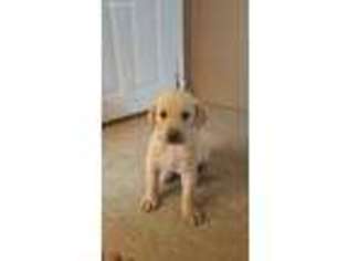 Labrador Retriever Puppy for sale in Deming, NM, USA