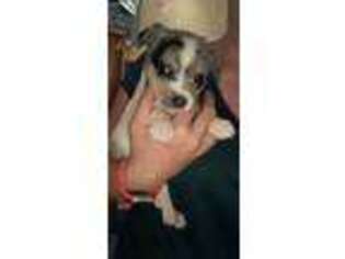 Chihuahua Puppy for sale in Ruckersville, VA, USA