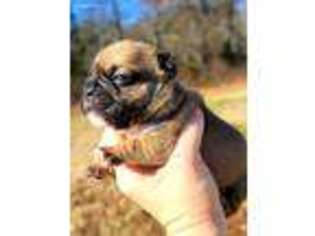 French Bulldog Puppy for sale in Fordland, MO, USA