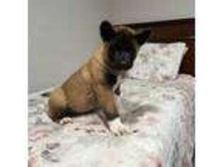 Akita Puppy for sale in South River, NJ, USA