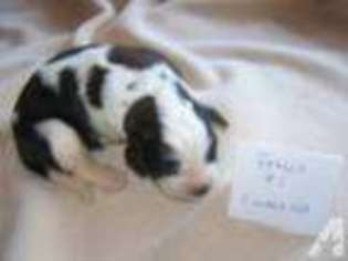 Saint Bernard Puppy for sale in REEDSVILLE, WV, USA