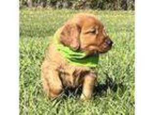 Golden Retriever Puppy for sale in Blackfoot, ID, USA