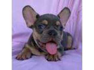 French Bulldog Puppy for sale in Homosassa, FL, USA