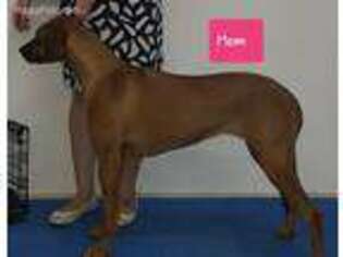 Rhodesian Ridgeback Puppy for sale in Cleburne, TX, USA
