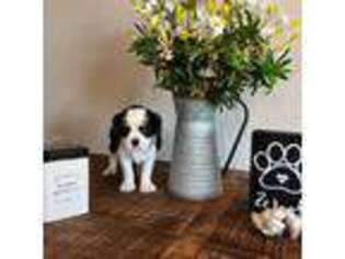 Cavalier King Charles Spaniel Puppy for sale in Poteau, OK, USA