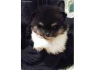 Pomeranian Puppy for sale in Stockton, CA, USA