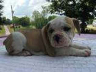 Olde English Bulldogge Puppy for sale in Blountsville, AL, USA