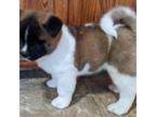 Akita Puppy for sale in Mifflinburg, PA, USA