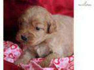 Goldendoodle Puppy for sale in Harrisburg, PA, USA