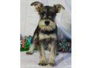 Mutt Puppy for sale in Greens Fork, IN, USA