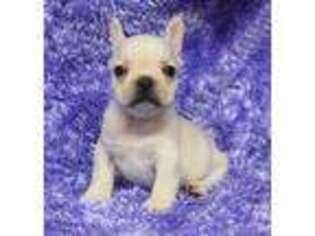 French Bulldog Puppy for sale in Finley, OK, USA