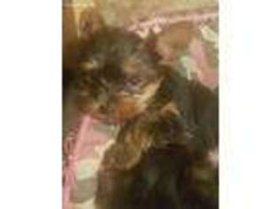 Yorkshire Terrier Puppy for sale in Pottsville, PA, USA