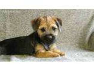 Border Terrier Puppy for sale in Los Angeles, CA, USA