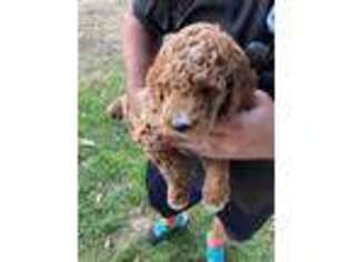 Goldendoodle Puppy for sale in Magazine, AR, USA