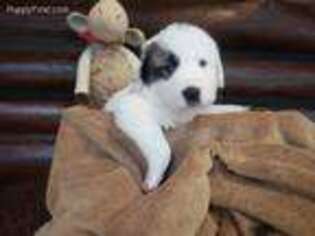 Anatolian Shepherd Puppy for sale in Lecanto, FL, USA