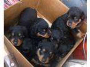 Rottweiler Puppy for sale in Union, KY, USA