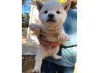 Shiba Inu Puppy for sale in Mariposa, CA, USA