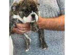 Bulldog Puppy for sale in Elwood, IN, USA