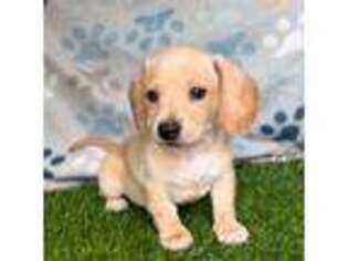 Dachshund Puppy for sale in Belding, MI, USA