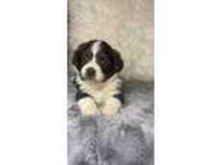 Pembroke Welsh Corgi Puppy for sale in Moravia, IA, USA