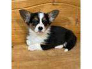 Cardigan Welsh Corgi Puppy for sale in Sandy Valley, NV, USA
