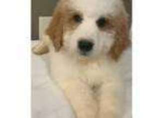Saint Berdoodle Puppy for sale in Young Harris, GA, USA