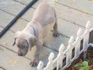 Weimaraner Puppy for sale in Fawn Grove, PA, USA