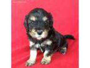 Cavapoo Puppy for sale in Covington, OH, USA