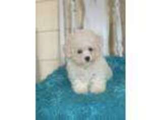 Maltese Puppy for sale in Thomasville, GA, USA