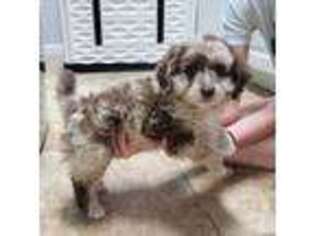 Mutt Puppy for sale in Enfield, IL, USA