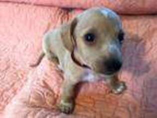 Dachshund Puppy for sale in Independence, MO, USA