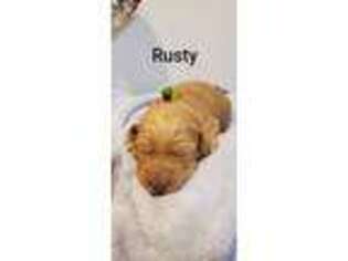 Labradoodle Puppy for sale in Chappells, SC, USA