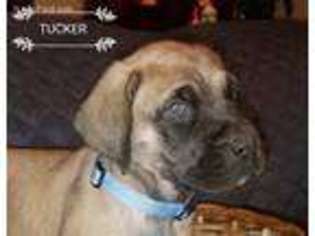 Mastiff Puppy for sale in Holly Springs, MS, USA