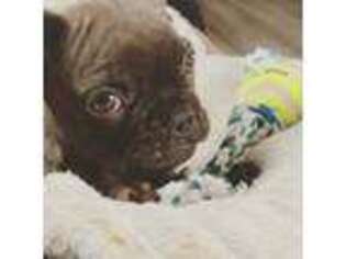 French Bulldog Puppy for sale in Ford City, PA, USA