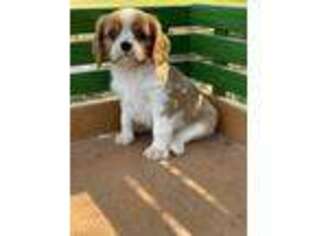 Cavalier King Charles Spaniel Puppy for sale in Clarita, OK, USA