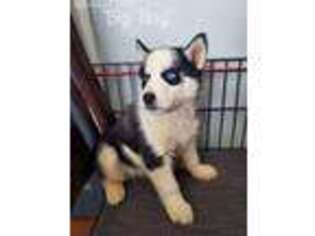 Siberian Husky Puppy for sale in Peyton, CO, USA