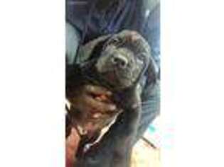 Cane Corso Puppy for sale in Monroeville, PA, USA