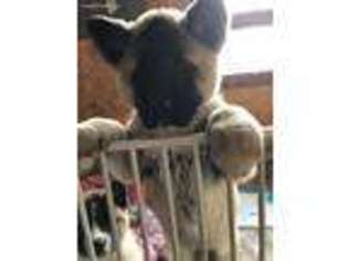 Akita Puppy for sale in Brookville, OH, USA