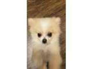 Pomeranian Puppy for sale in Coxs Creek, KY, USA
