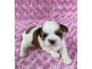 Mutt Puppy for sale in Summerfield, FL, USA