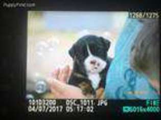 Bulldog Puppy for sale in Gallup, NM, USA